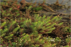 Dysophylla tomentosa